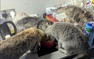 Woman in UK Sentenced to Prison for Animal Cruelty