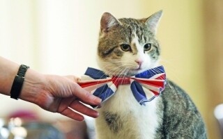 Ларри Кот выносит политические изменения на Даунинг-стрит