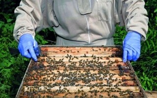 Повышение осведомленности о мошенничестве с медом в Великобритании