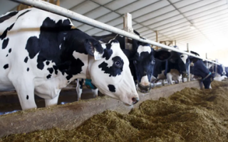 В Северной Ирландии введён карантин из-за вспышки «синего языка»