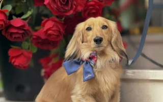 Dog Becomes Main Breadwinner for British Family