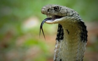 英国法院禁止男子拥有动物七年